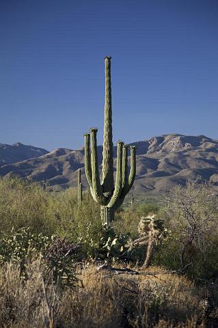 118 Saguaro National Park.jpg